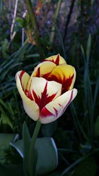 org:/landingpages/4e-prijs scandinavie.jpg